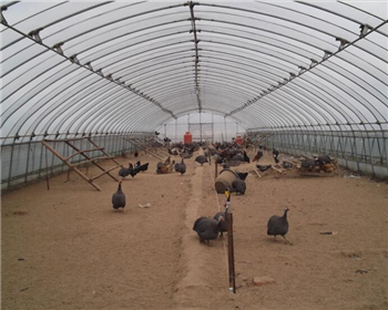 耕地上是否可建造四川養(yǎng)殖大棚？需要辦理什么手續(xù)？