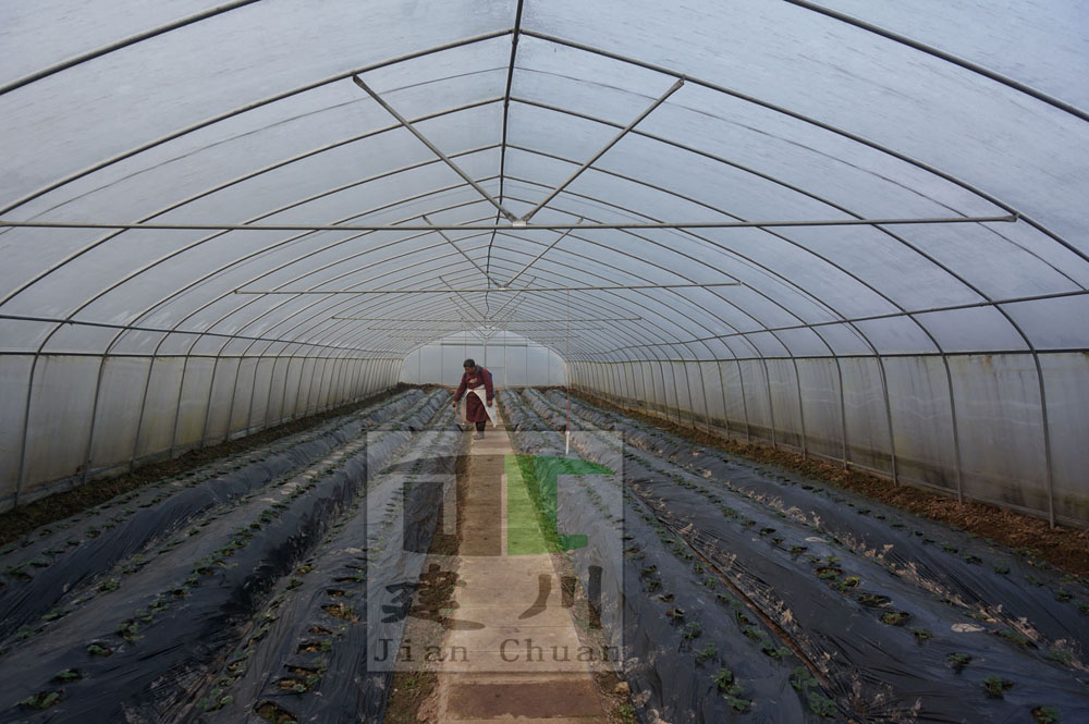 單體大棚、單體插棚