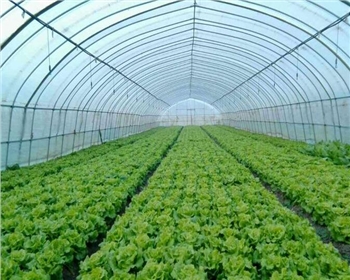 四川蔬菜大棚都有哪些種類(lèi)，造價(jià)如何？