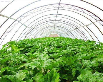 四川蔬菜大棚前期建設(shè)有什么標準嗎？