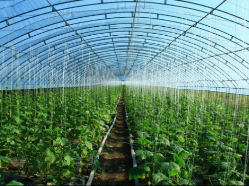 你還不知道的四川蔬菜大棚種植知識(shí)，這七點(diǎn)你必須知道！
