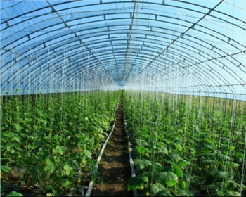 你還不知道的四川蔬菜大棚種植知識(shí)，這七點(diǎn)你必須知道！